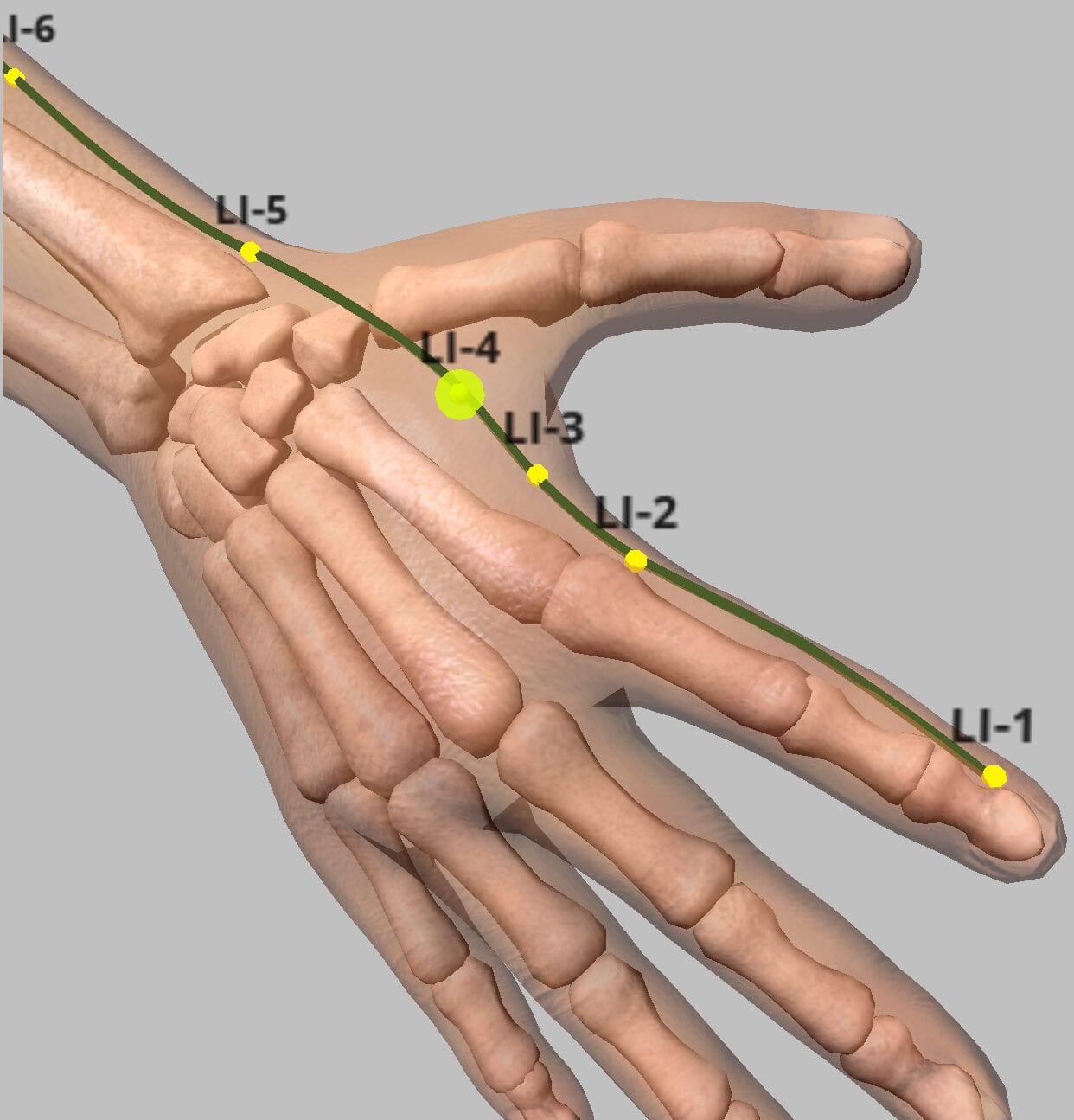 Anatomical hand illustration with skeleton visible, showing Large Intestine meridian points LI-1 through LI-6 marked in yellow